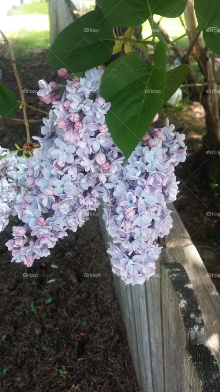 lilac. lavender lilac on a walk