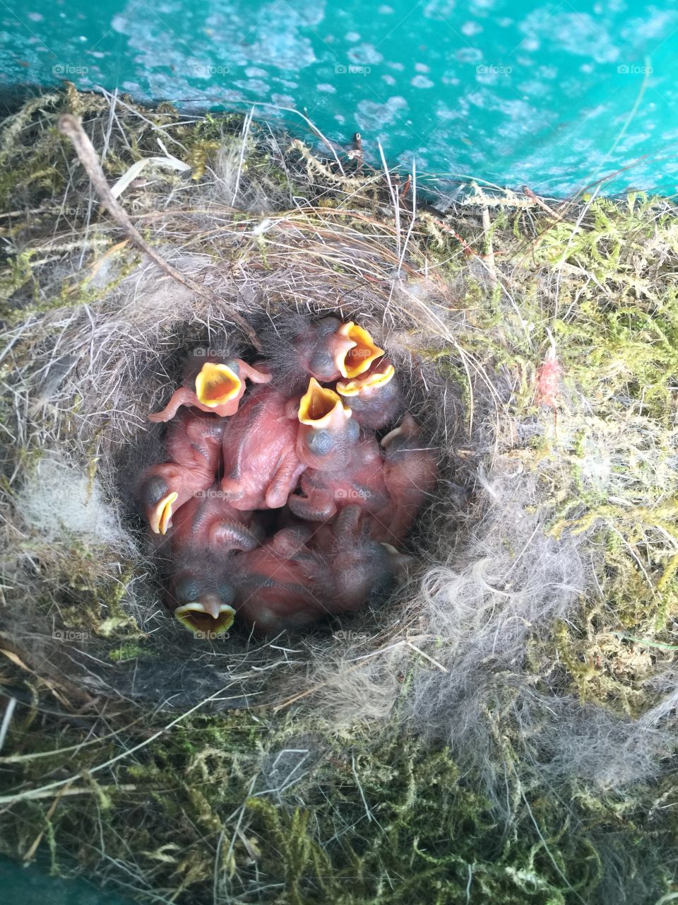 Baby birds