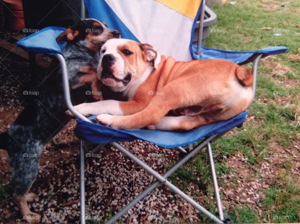 Old English bulldog puppy and Australian shepherd puppy playing on garden chair 