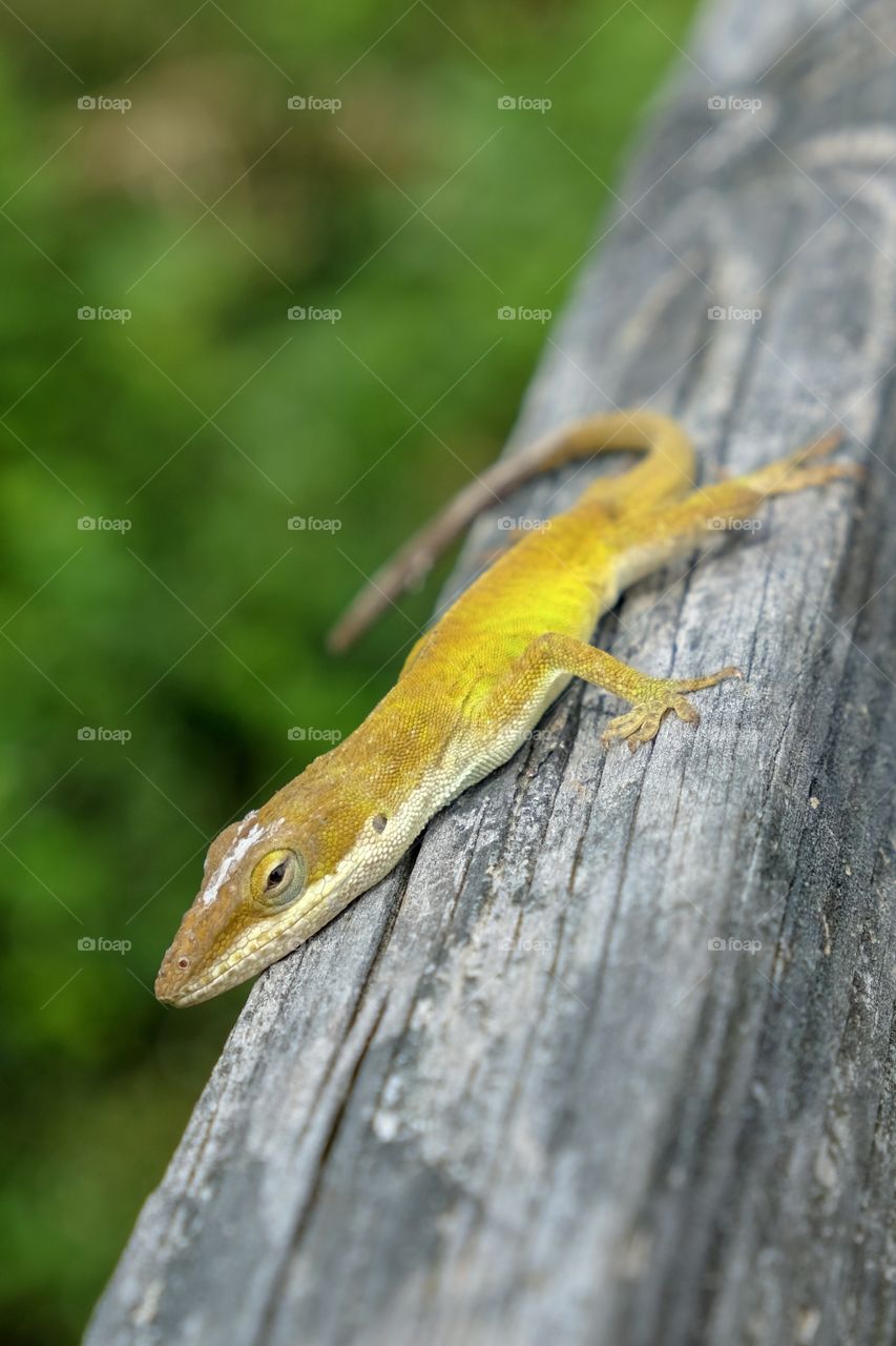 A Carolina anole, also called a green anole, rests on a wooden rail while sporting its golden color shade at Yates Mill County Park in Raleigh North Carolina. 