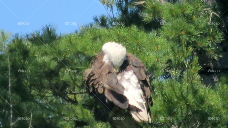 Bald Eagle preening (from my kayak)