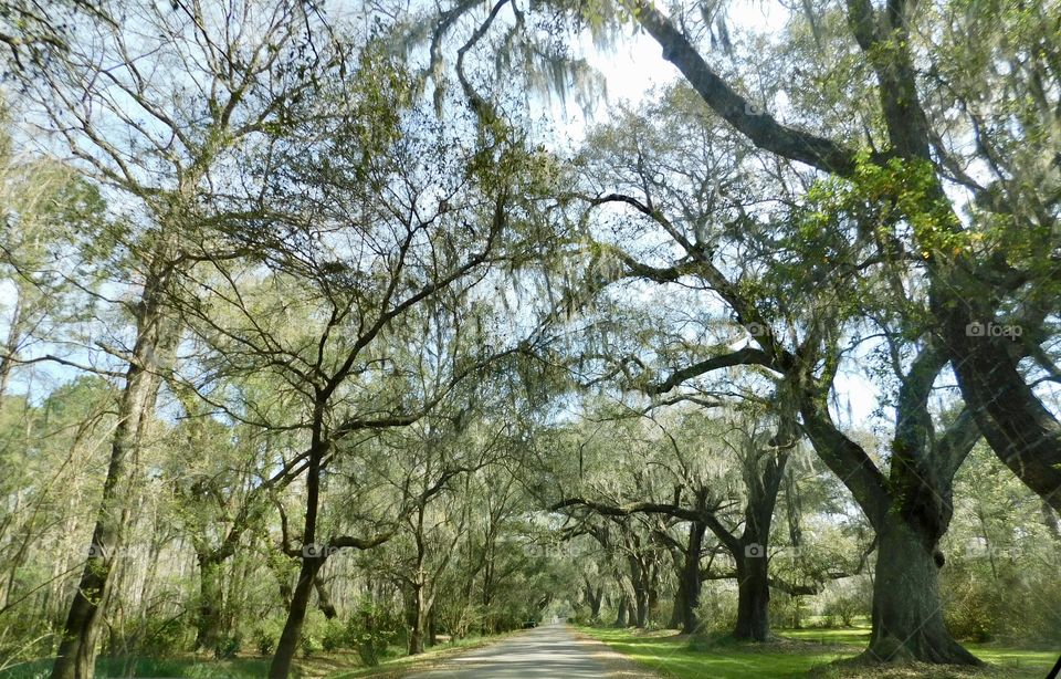 Oak-lined Drive at Magnolia Plantation, near Charleston, SC