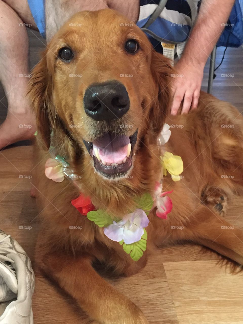 "I'm just a happy dog that moved with my humans to Hawai'i