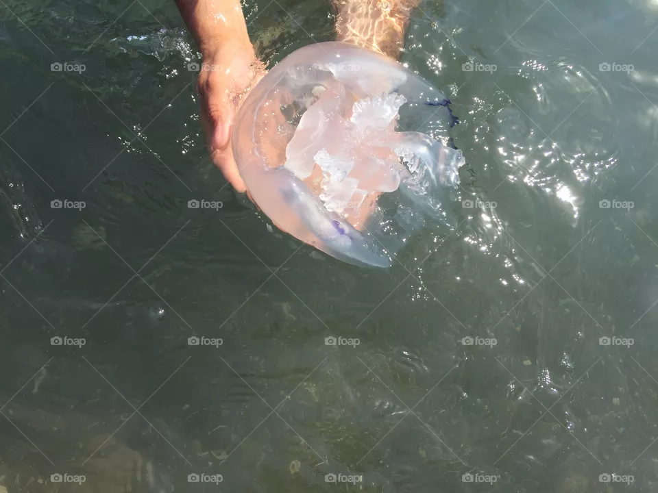 Jellyfish 