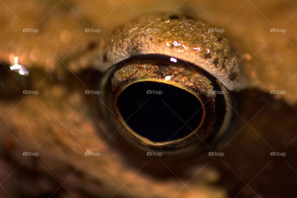 It is said the eye is the window to the soul.In the case of this frog it doesn't show much.