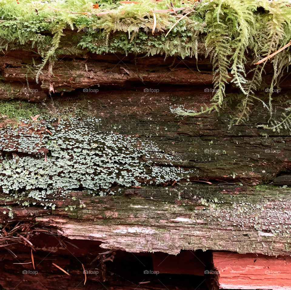 Mossy wood with lichen 