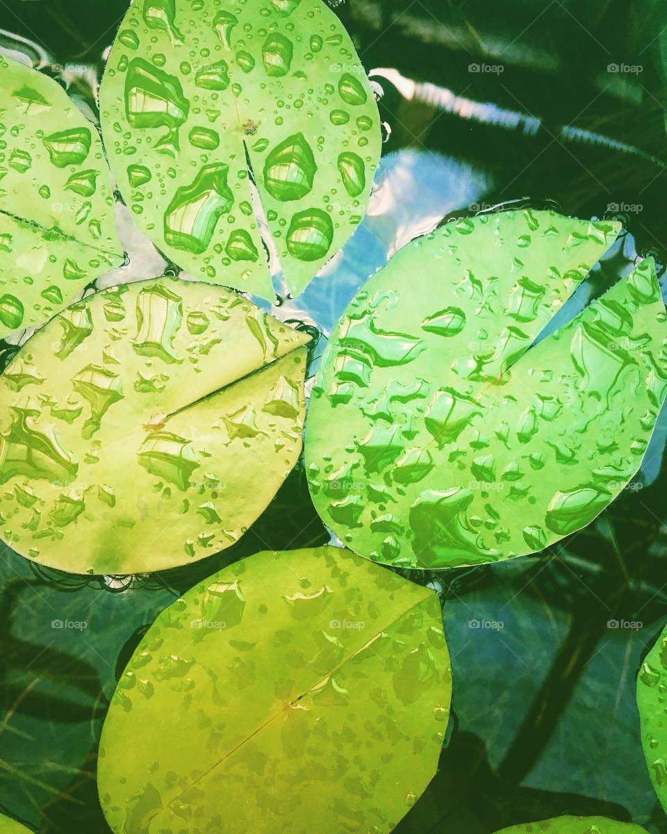 Green leaves floating on water