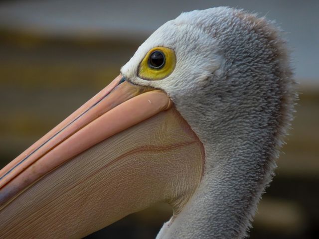 Pelican closeup 