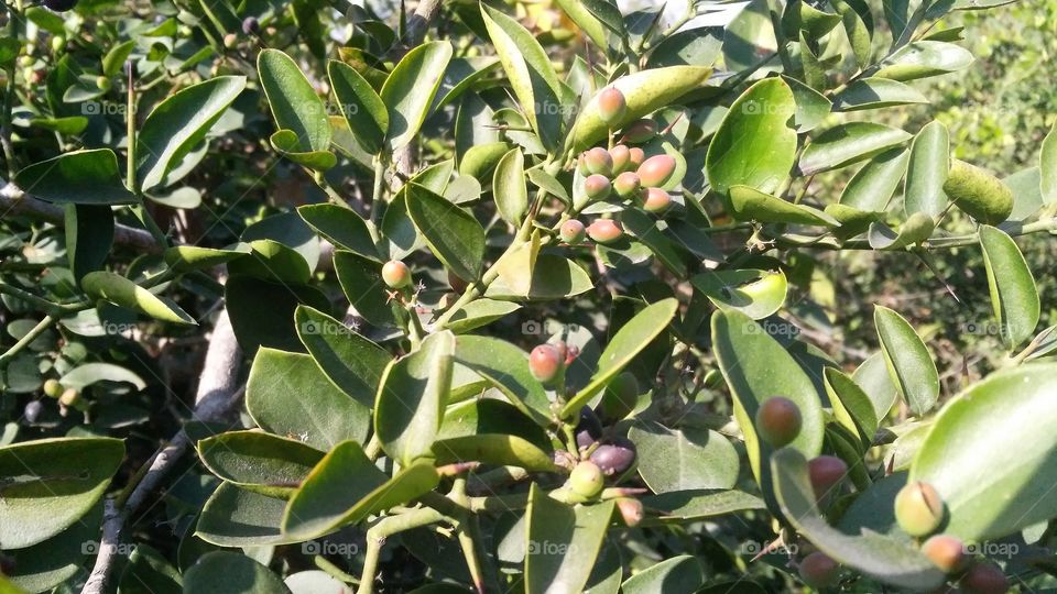 A beautiful scene of forest plant which laden beautiful fruits.