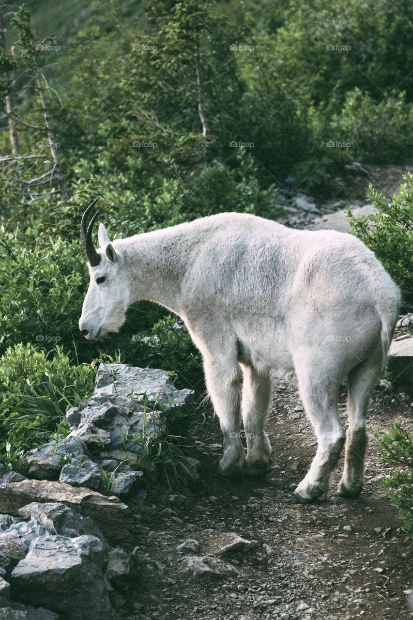 Wild mountain goat tagging along for a hike through the Montana mountains! 