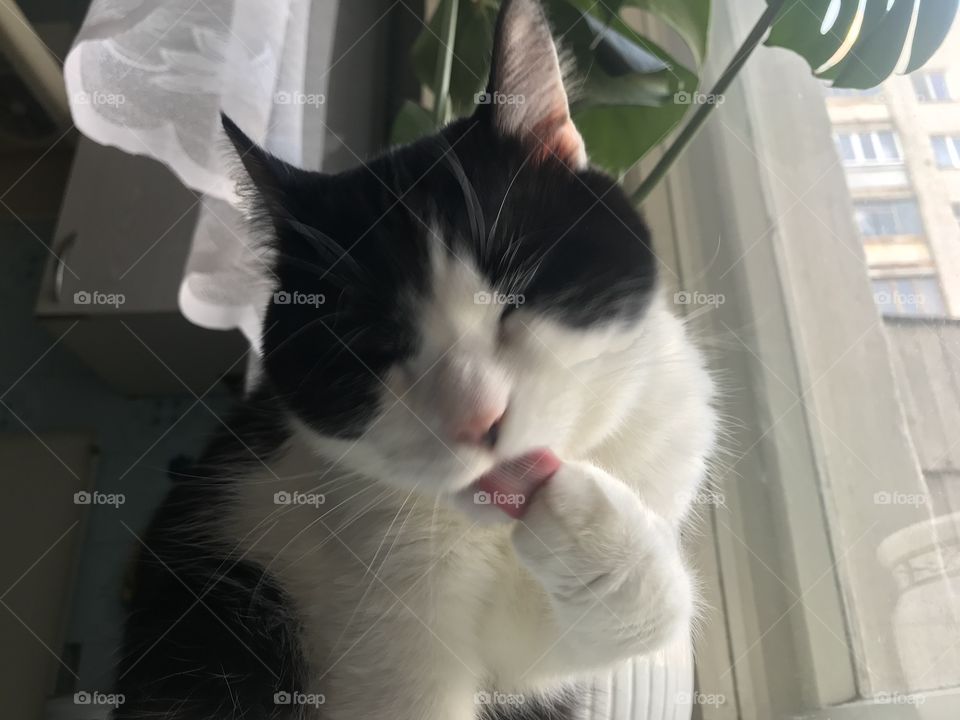 Take some time to take care of yourself, like cats do