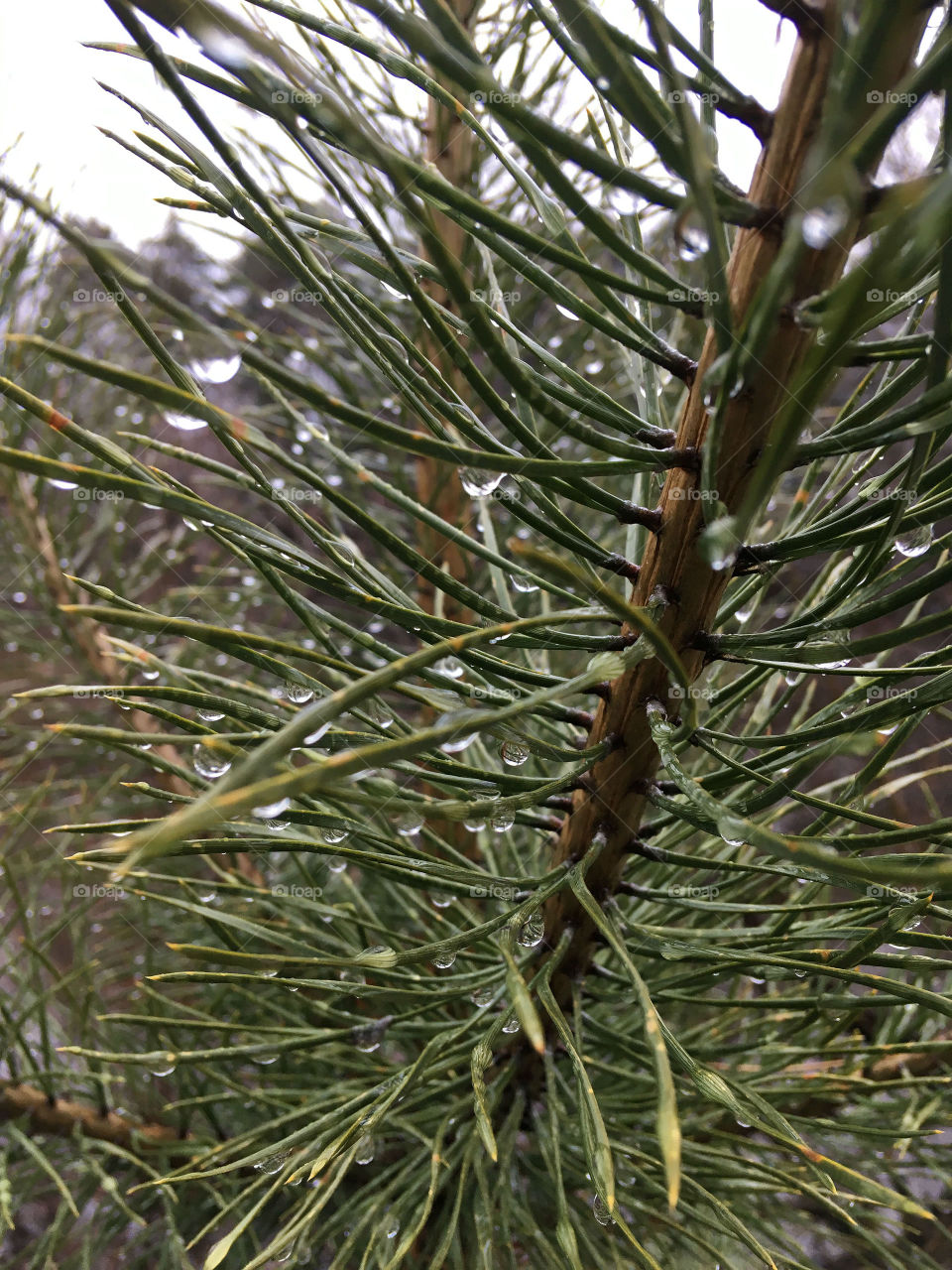 Fir-needles