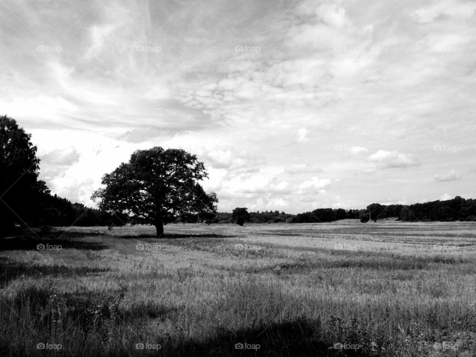 sky grass stockholm tree by johanhook