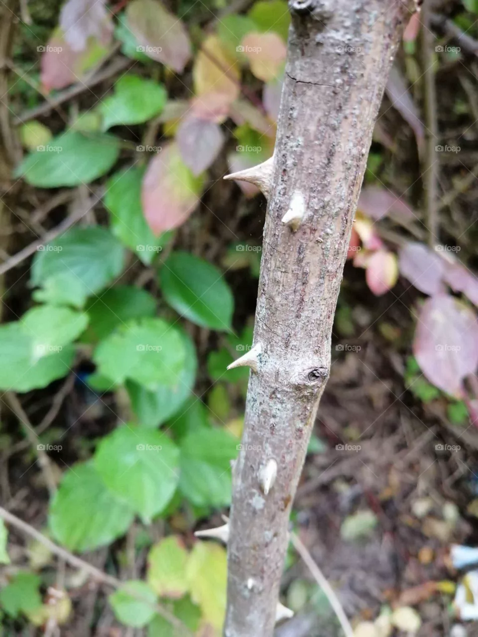 thorns