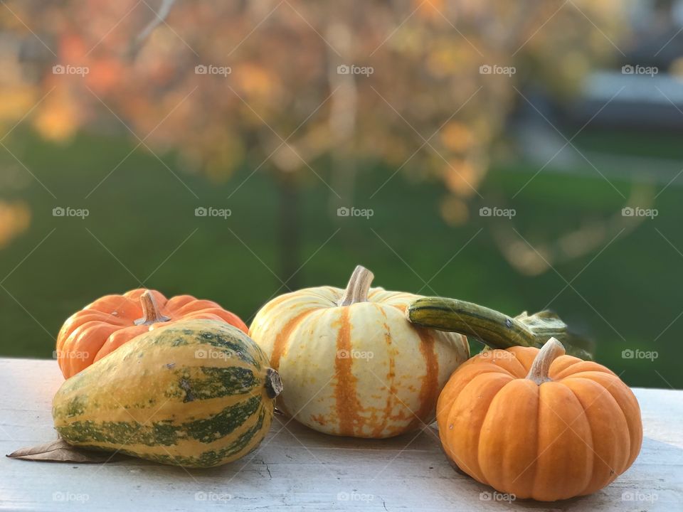 Pumpkins up close with iPhone 7 Plus portrait mode and lots of crisp detail