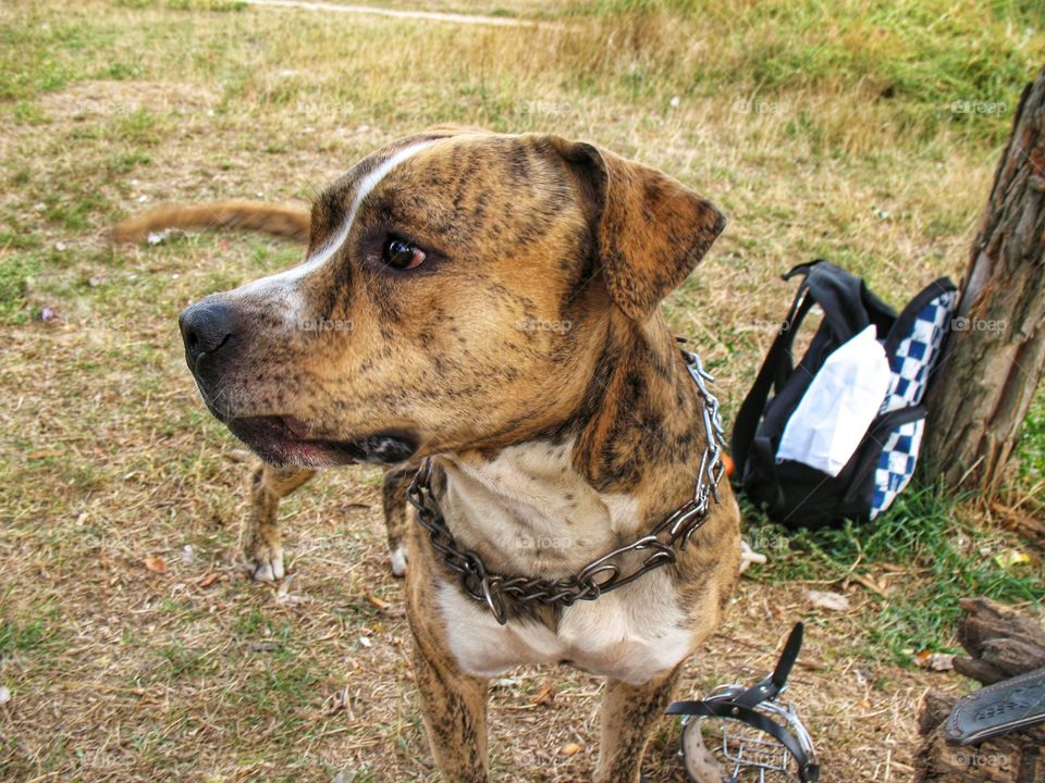 dog guard rucksack пёс охраняет рюкзак