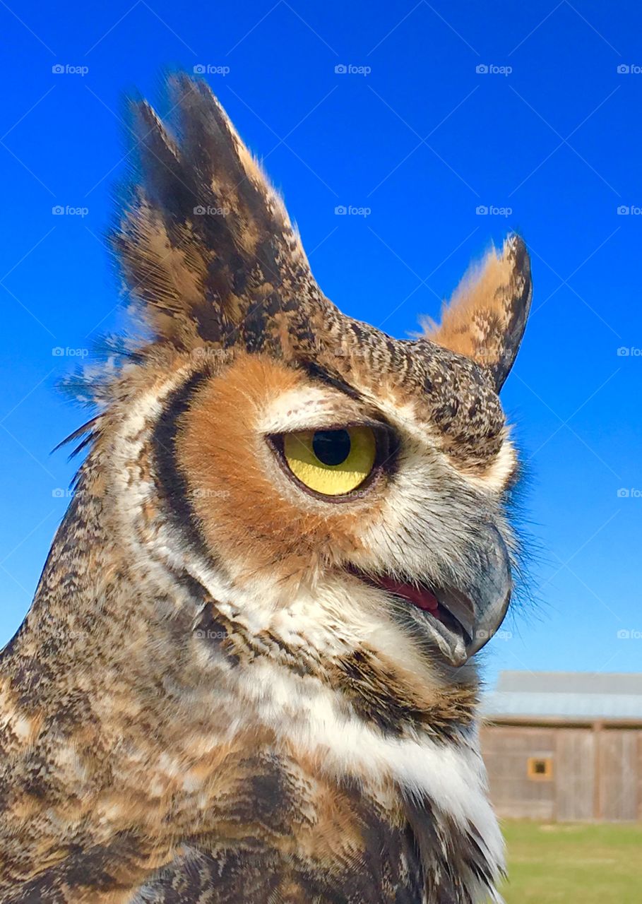 Close-up of a great horned owl