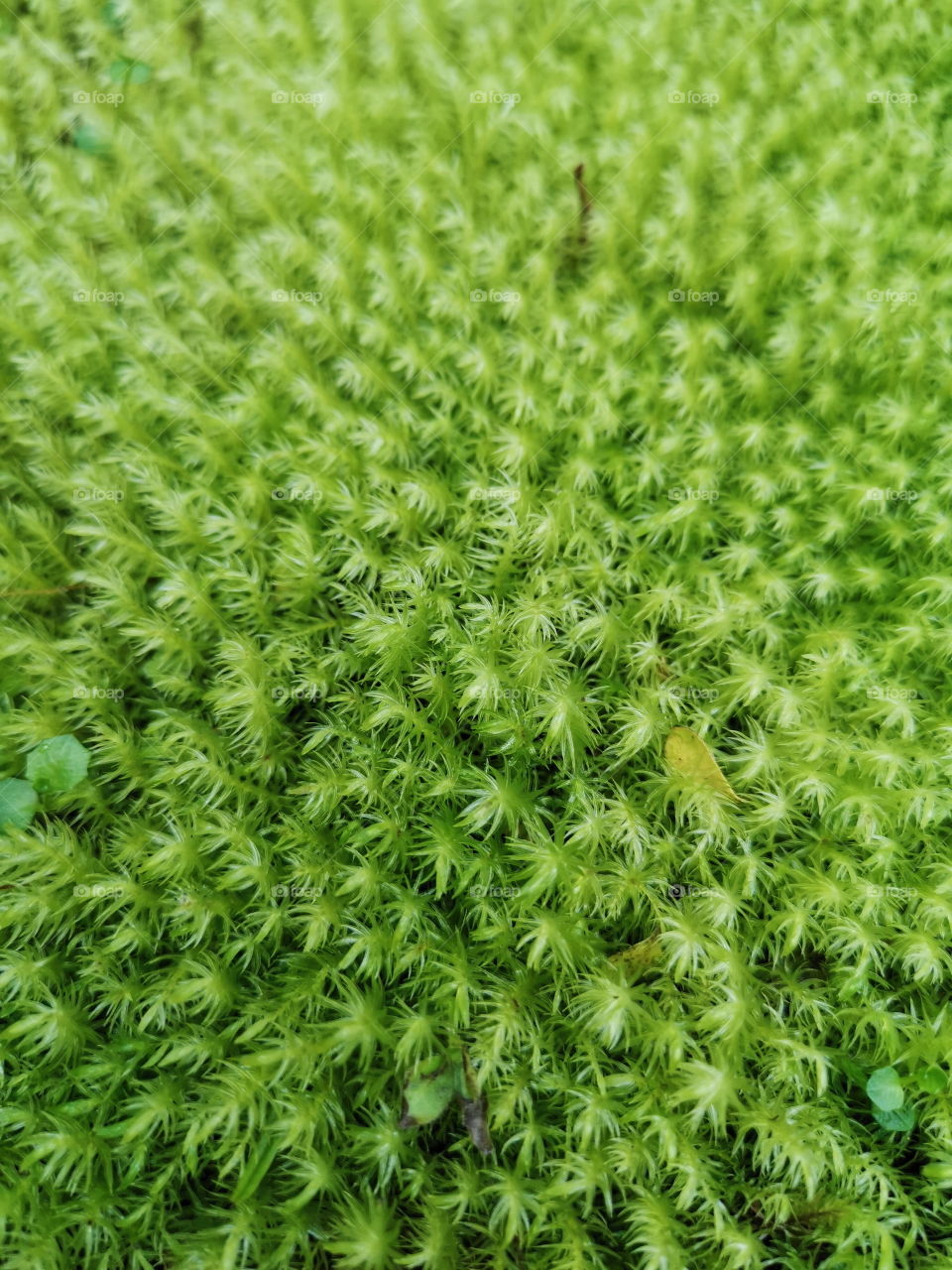 Green moss