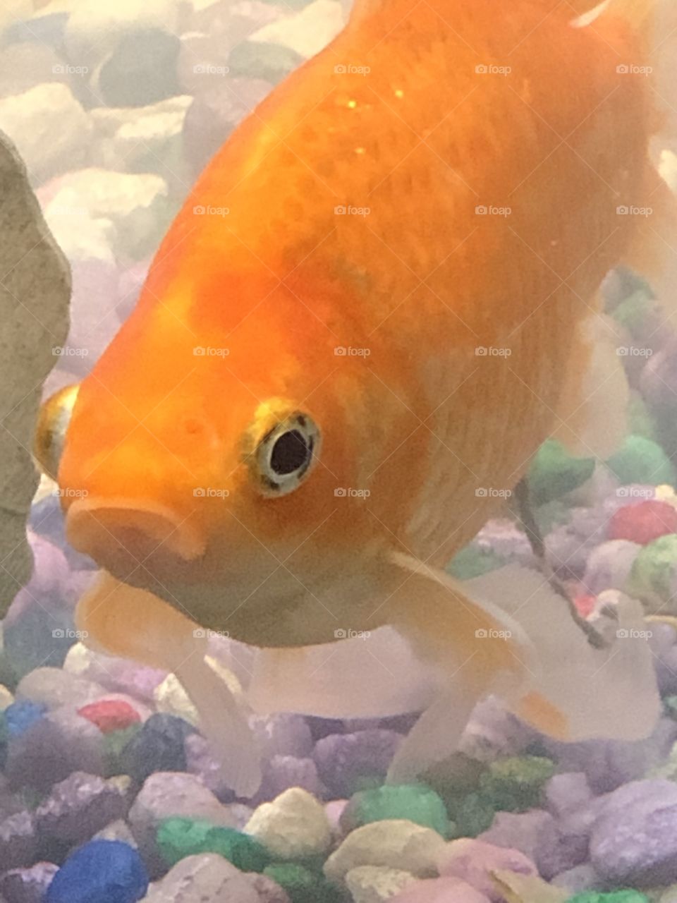 Orange goldfish