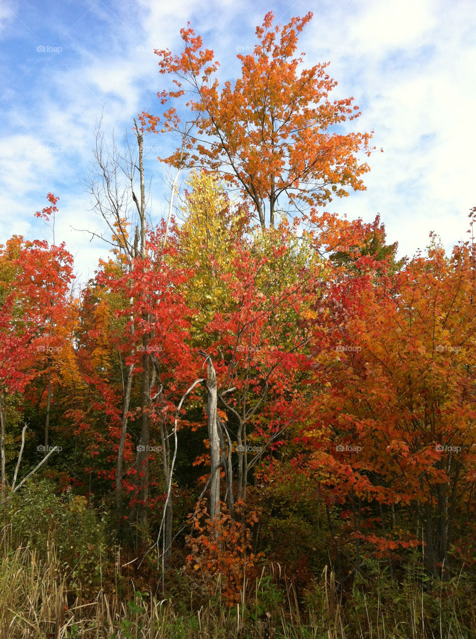 trees fall autumn canada by peacephotos