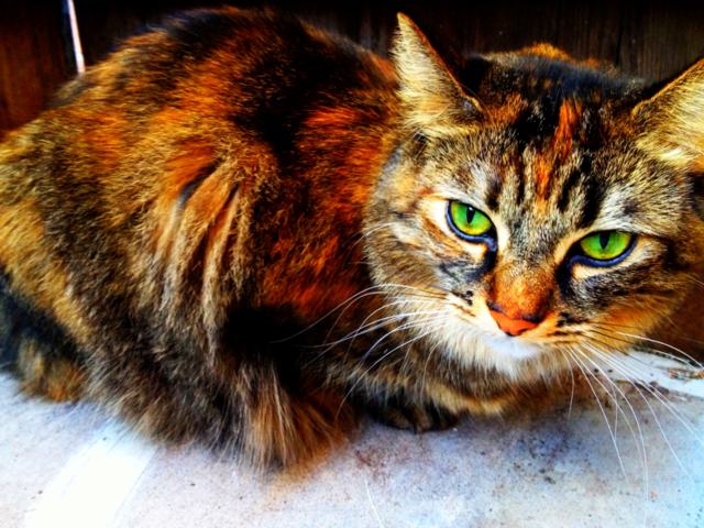 cat