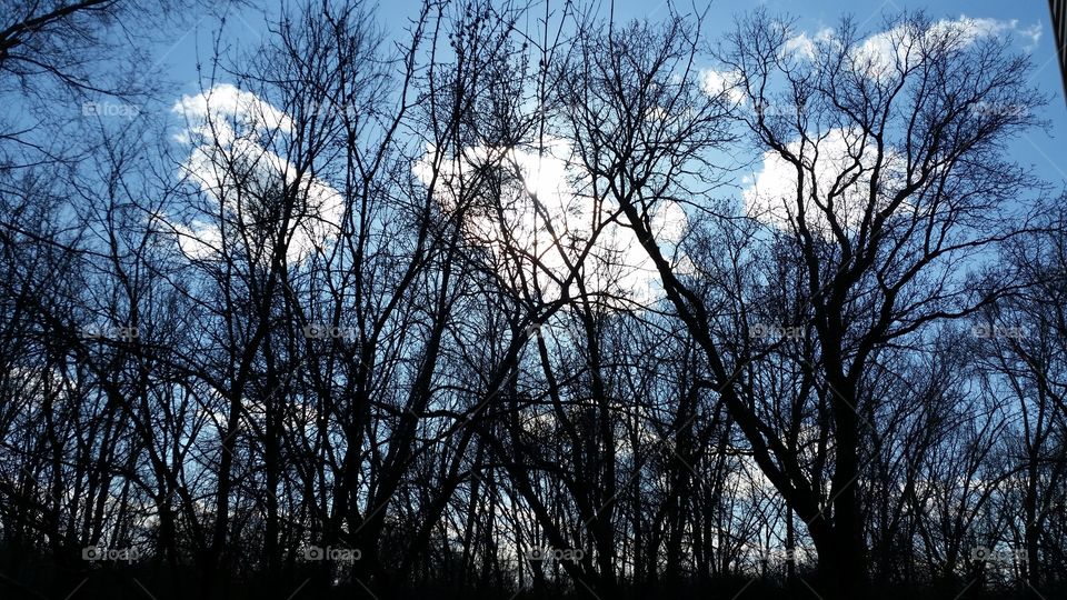 beautiful sky through trees