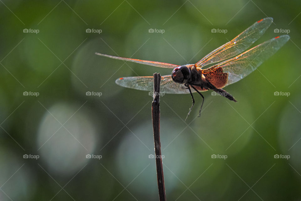 Dragon fly