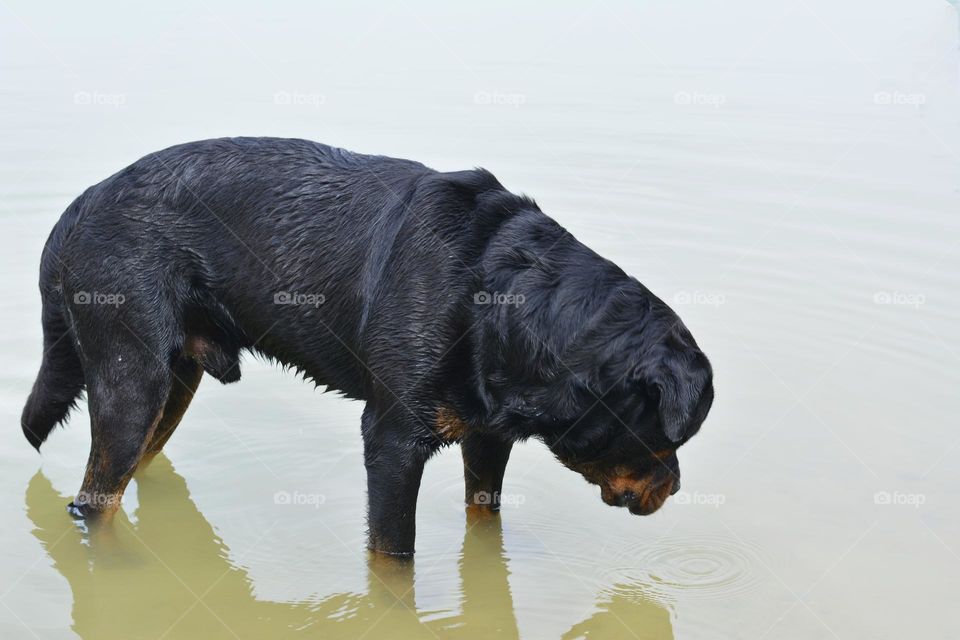 purebred dog pet in water lake summer heat