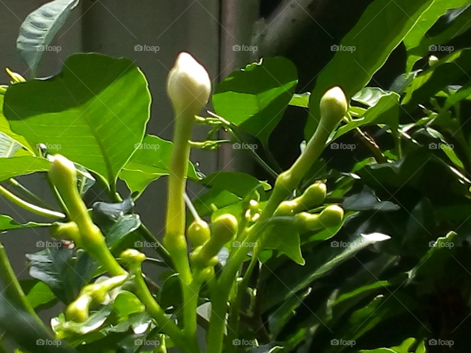 Flower buds