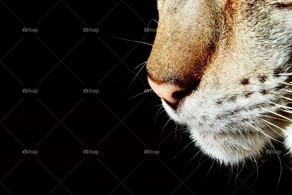 Cat’s nose close up