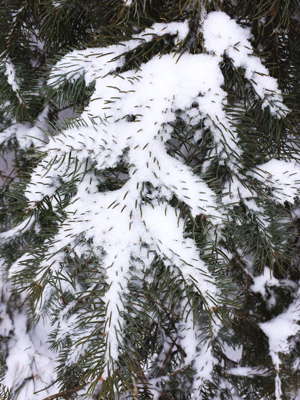 Christmas Eve: First Snow 