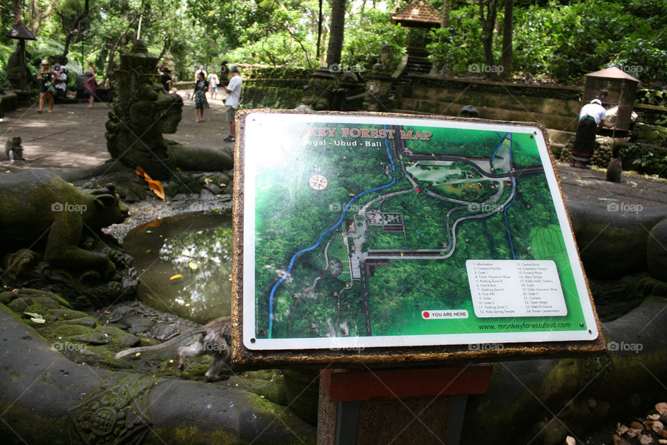 jungle map