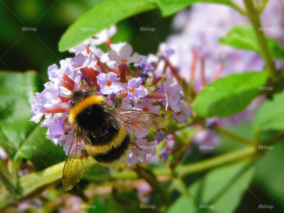 A Bee on an August mornings ng