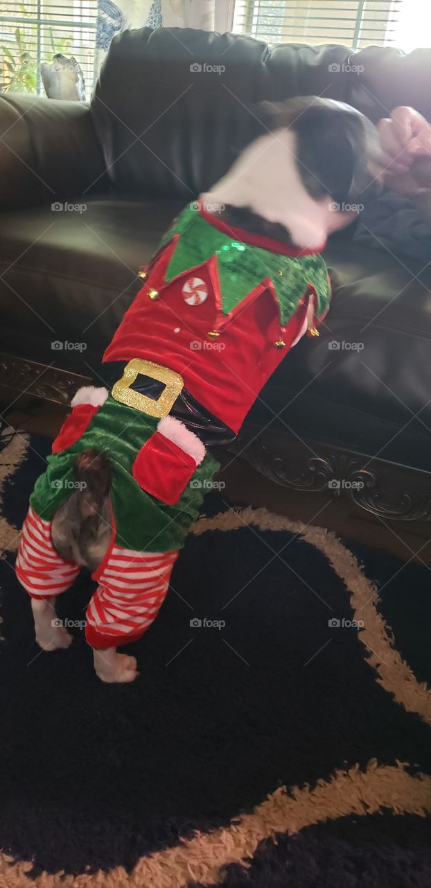 Jingle booty