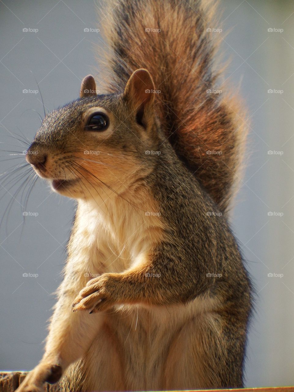 cute up close squirrel picture