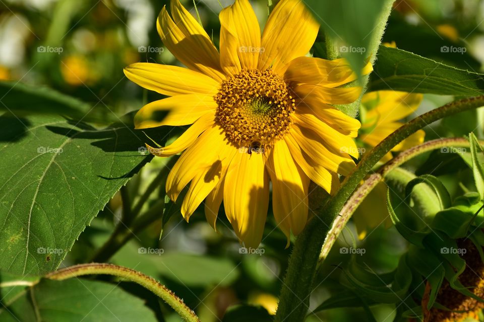 Bee gathering nectar from sunflowers 