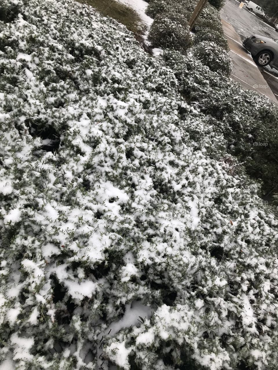 Snow covered bush!