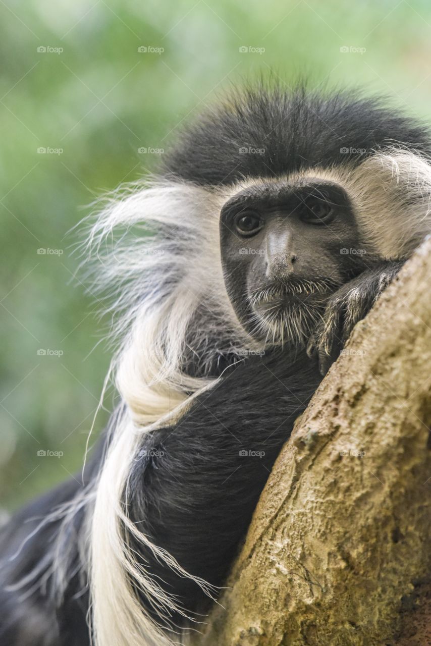 Colobus monkey in a relaxing pose on a tree