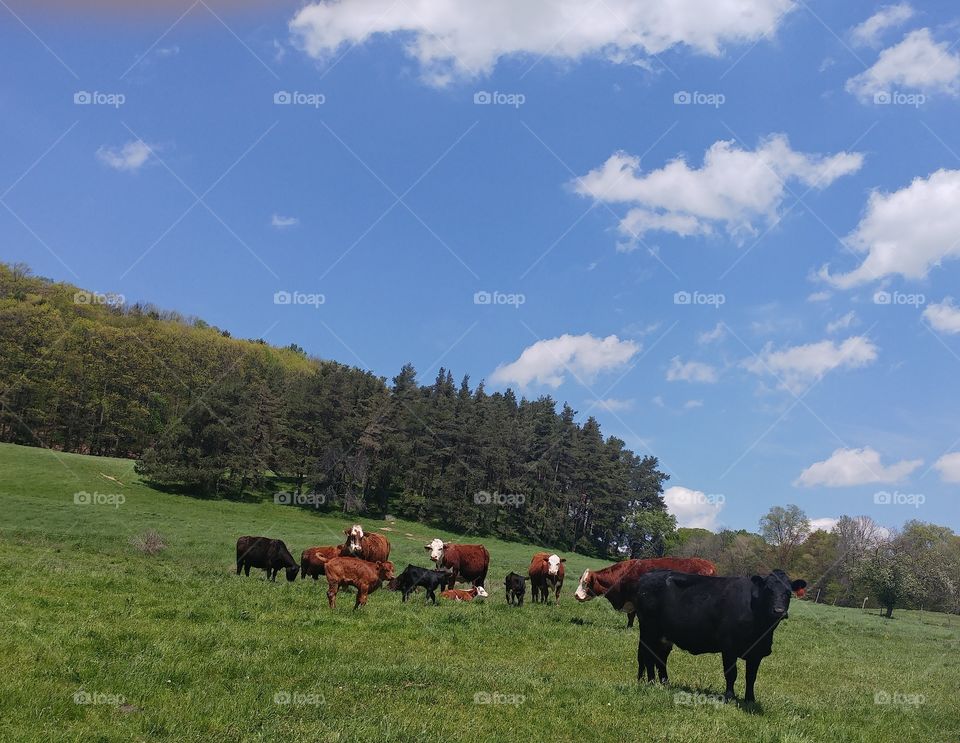cows on a sunny spring day