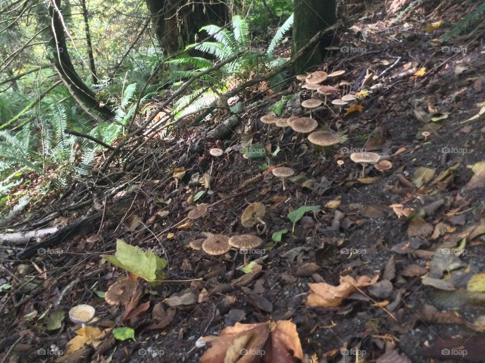Some mushrooms scattered through the Forest surrounded by trees and Ferns and othe plants 