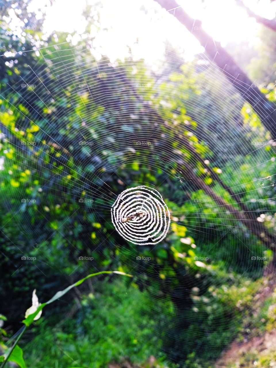 Spider web