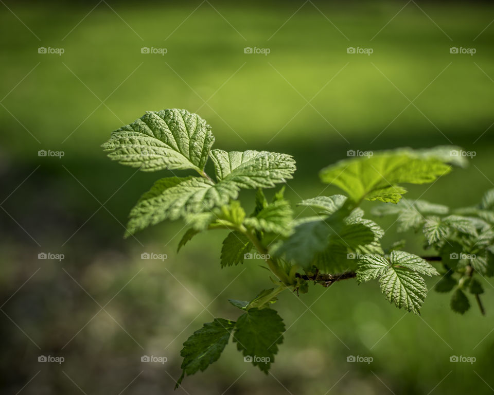 Closeup of new growth on a raspberry cane