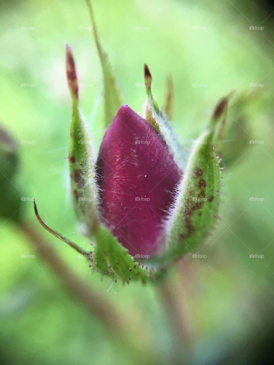 Rosebud 