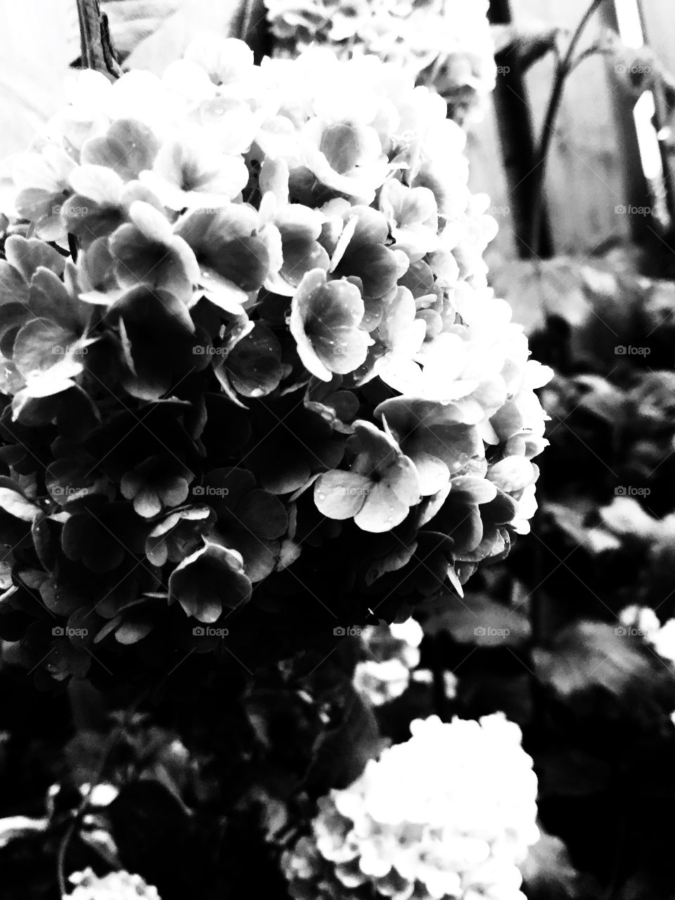 Hydrangeas, geraniums black and white 