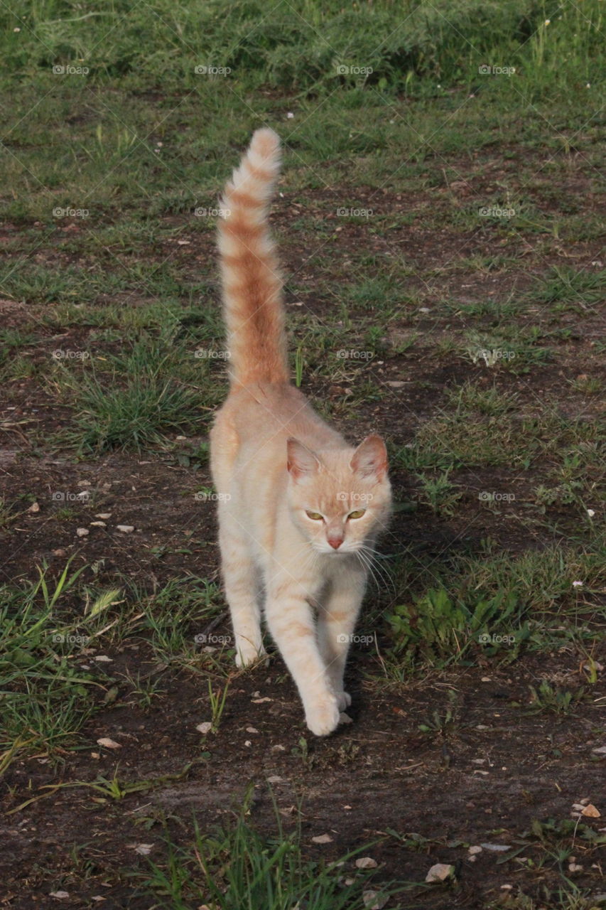 everybody wants to be a cat