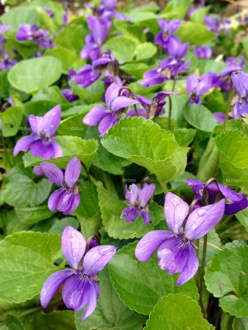 Violeta 