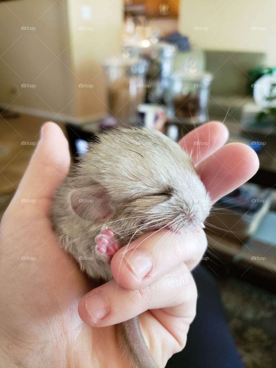 Baby chinchilla cute fuzzy