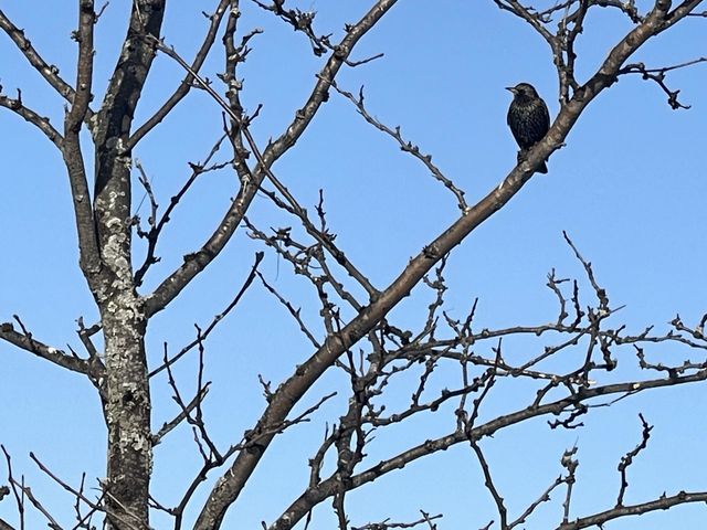 Birds 🦅