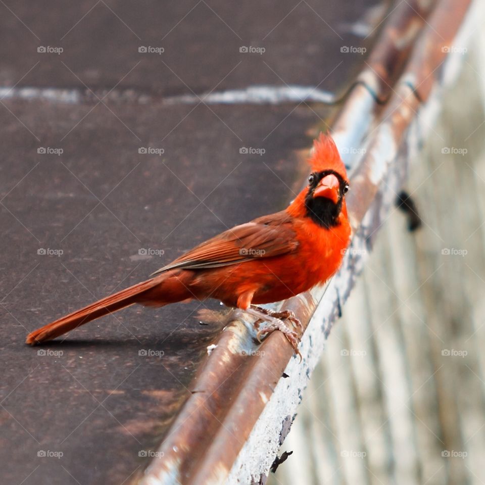 Cardinal