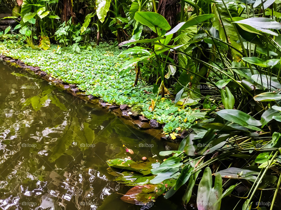 Koi pond at Hawaii Tropical Botanical Garden